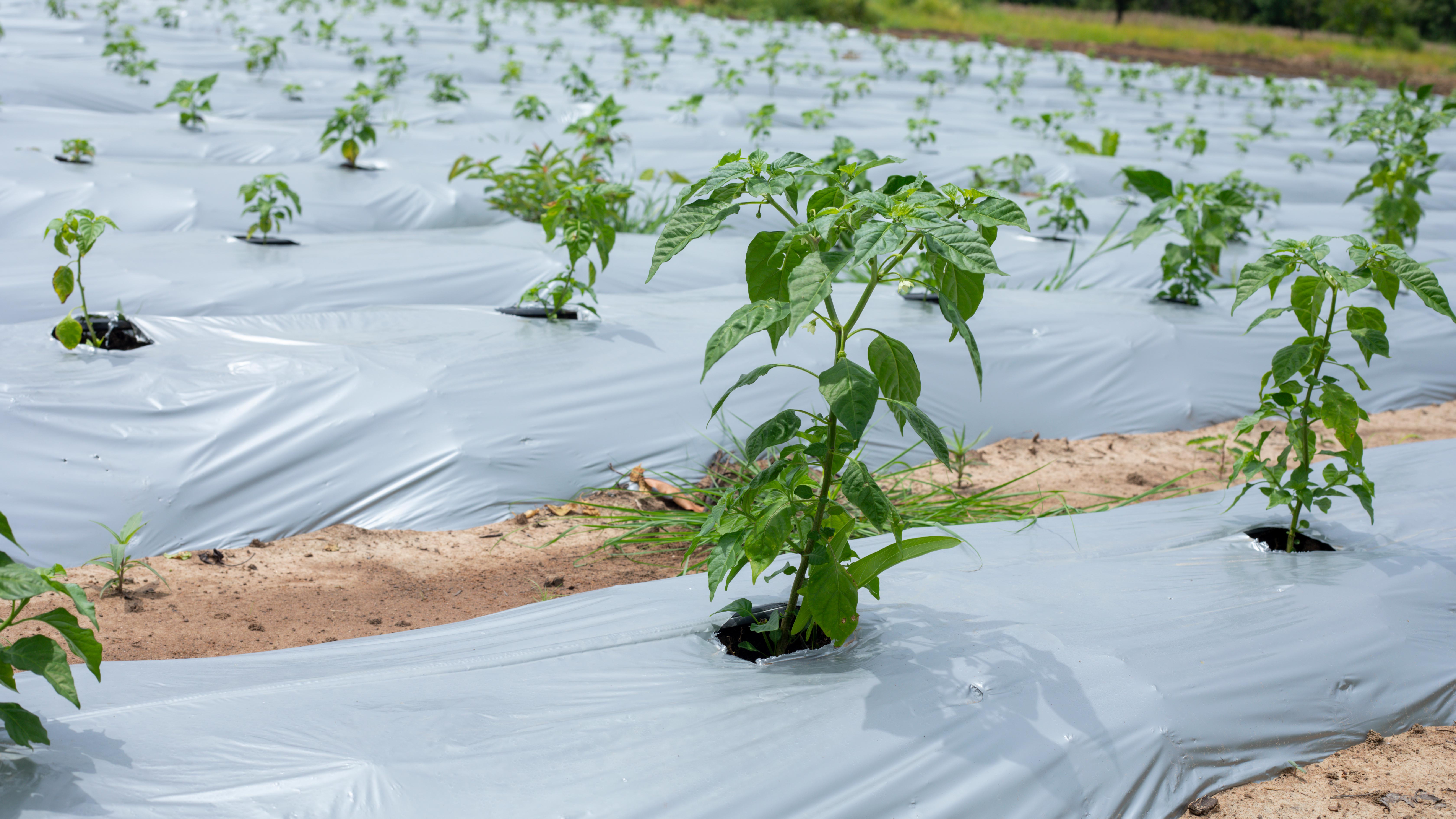 Tomato Harvest Series
