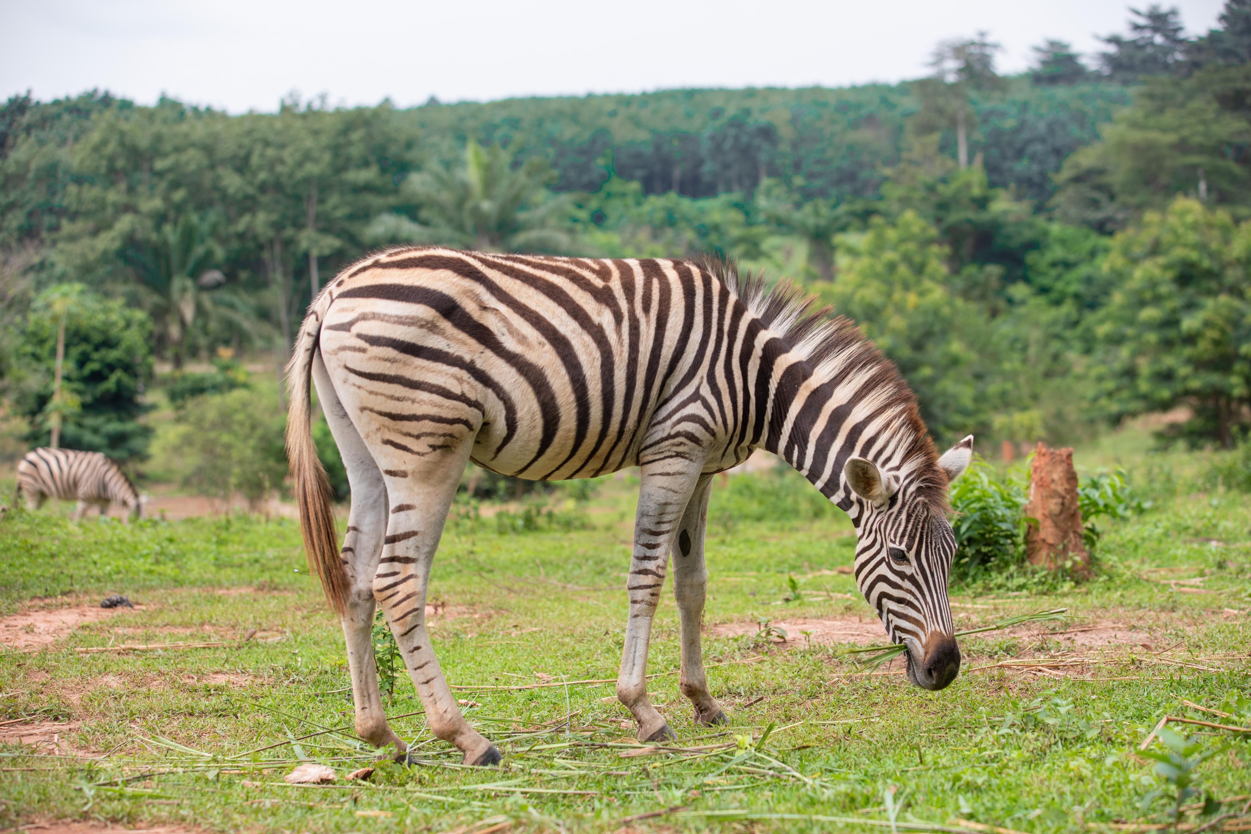 Zebra Wildlife Portraits